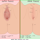Image for article titled Inside The NSFW World of Fallout and Skyrim Nudity Mods